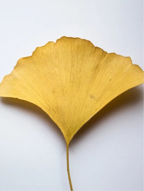 Antioxidant Ginkgo Booster Gel